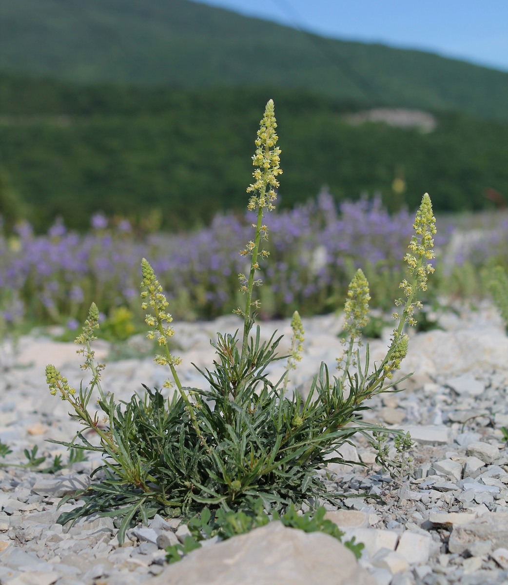 Изображение особи Reseda lutea.