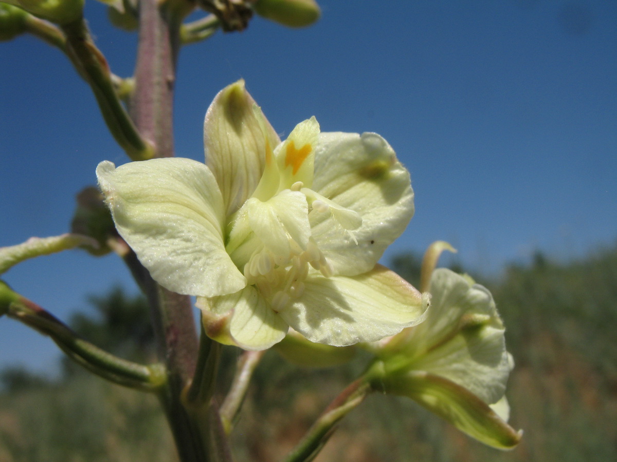 Изображение особи Delphinium semibarbatum.