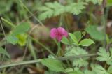 Lathyrus rotundifolius. Часть побега с цветком. Крым, Бахчисарайский р-н, окр. пещерного г. Эски-Кермен, лес по дороге к пещерному монастырю Шулдан. 04.05.2009.