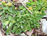 Cerastium semidecandrum