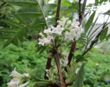 Syringa pinnatifolia