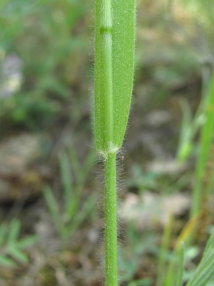 Изображение особи семейство Poaceae.