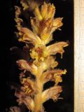 Orobanche laxissima. Соцветие. Дагестан, Буйнакский р-н, окр. с. Манасаул, буковый лес. 24 июня 2018 г.