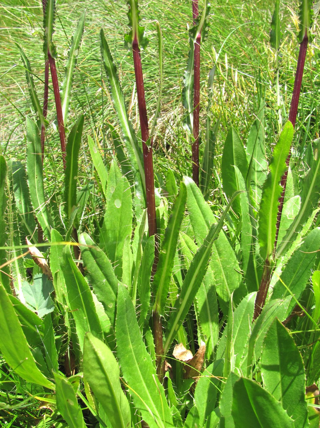 Изображение особи Cirsium simplex.