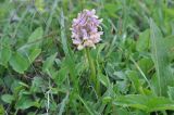 Dactylorhiza romana подвид georgica. Цветущее растение. Грузия, Боржоми-Харагаульский национальный парк, маршрут №1; гора Ломис-Мта, ≈ 2050 м н.у.м., предвершинный пастбищный луг. 25.05.2018.