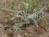 Echinops albicaulis