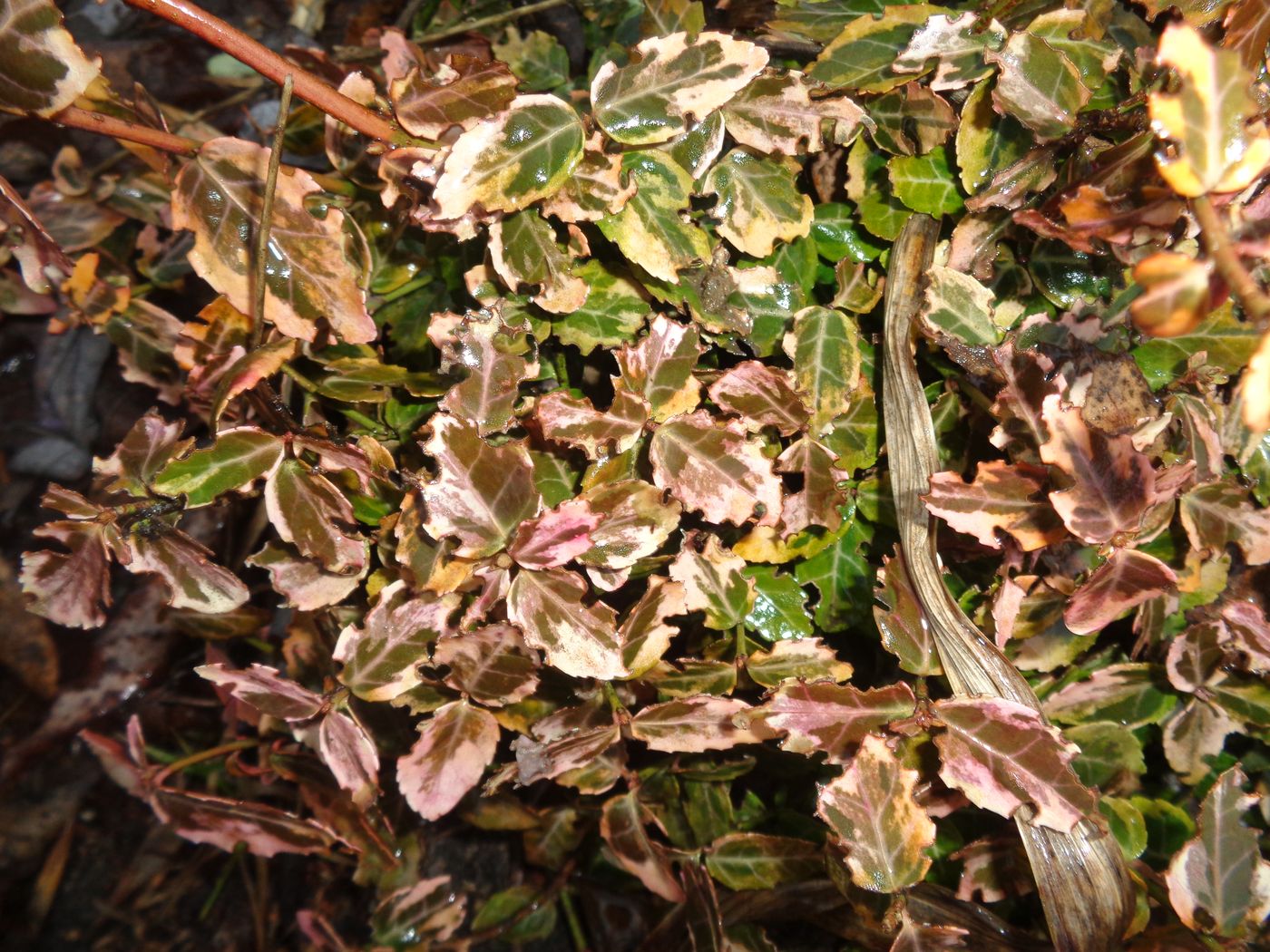 Image of Euonymus fortunei specimen.