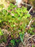 Chrysosplenium tetrandrum. Верхушка цветущего и плодоносящего растения. Магаданская обл., г. Магадан, окр. мкр-на Снежная Долина, приток р. Медвежка (бассейн р. Дукча), на моховине у ручья. 18.06.2017.