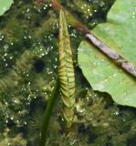 Nelumbo nucifera