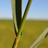 Phragmites australis