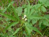 Anemone reflexa