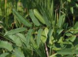 Sanguisorba officinalis