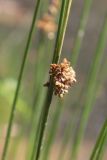 Juncus effusus