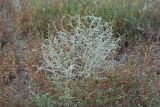 Artemisia santonicum. Цветущее растение. Крым, окр. Феодосии, Баракольская долина, берег солёного озера. 4 августа 2021 г.