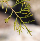 Widdringtonia nodiflora