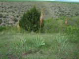 Eremurus azerbajdzhanicus