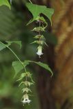 Leycesteria formosa