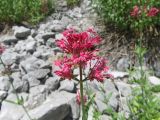 Centranthus подвид kellereri