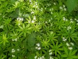 Galium odoratum. Верхушки цветущих растений в сообществе с Aegopodium podagraria, Mercurialis annua, Urtica dioica. Тверская обл., Кимрский р-н, склон лесистой части дамбы Иваньковского вдхр. 08.06.2022.