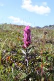 Castilleja arctica