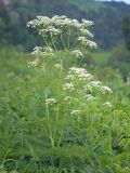 Anthriscus sylvestris разновидность nemorosa. Верхушка цветущего растения. Адыгея, Кавказский биосферный заповедник, долина р. Армянки (Инструкторская Щель), ≈ 2100 м н.у.м., субальпийский луг. 28.06.2023.