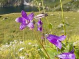 Campanula rapunculoides