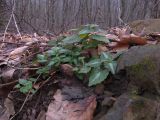 Lamium maculatum