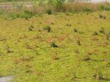 Drosera intermedia. Зарастающий сфагнумом водоём с зарослями росянки (красноватые растения). Нидерланды, провинция Drenthe, Brunsting, заказник Brunstinger plassen. 25 июля 2008 г.