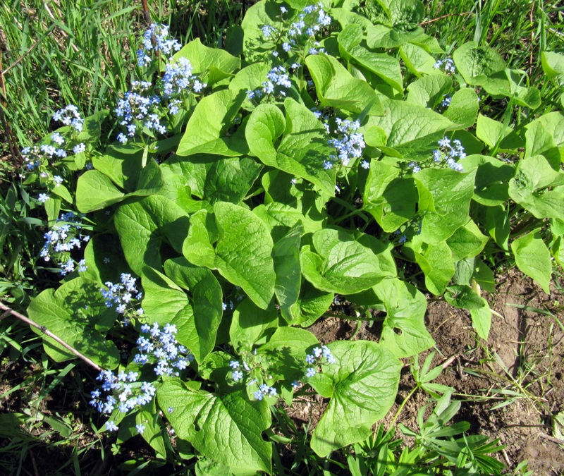 Изображение особи Brunnera macrophylla.