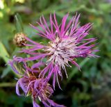 Centaurea jacea. Соцветие (размер 3-3,5 см). Чувашия, окр. г. Шумерля, Кумашкинский заказник, Соколова поляна. 13 июля 2007 г.