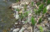 Equisetum telmateia