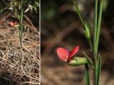 Lathyrus sphaericus