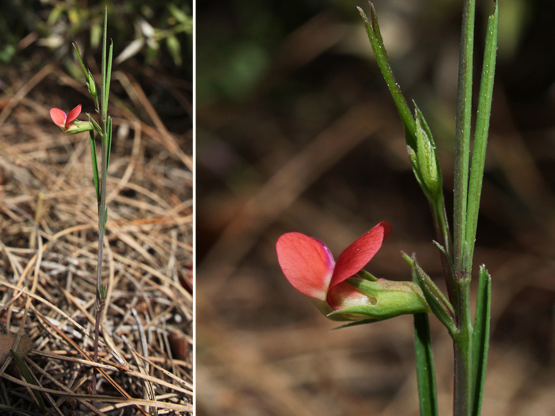 Изображение особи Lathyrus sphaericus.