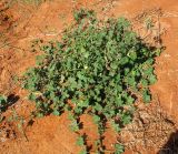 Malva parviflora