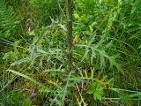 Cirsium palustre