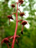 Pyrola incarnata. Плоды. Республика Саха (Якутия), Томпонский р-н, окрестности села Кескил. 11.07.2012.