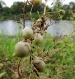 Veronica anagallis-aquatica