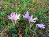 Colchicum autumnale