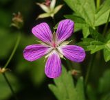 Geranium palustre