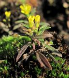 Erysimum cheiranthoides