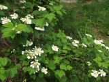 Viburnum opulus