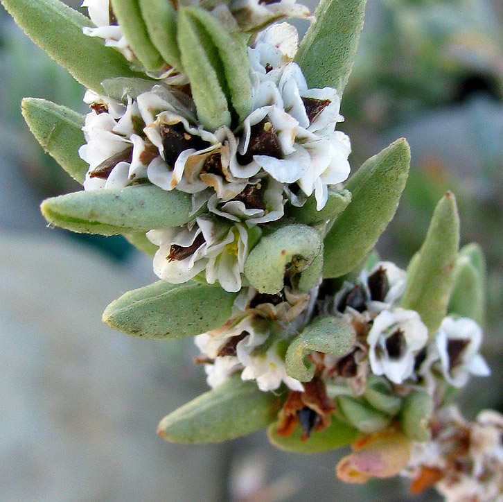 Изображение особи Polygonum maritimum.