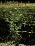 Oenanthe aquatica. Цветущее растение в старице. Белгородская обл., окрестности с. Хотмыжск, пойма р. Ворскла. 02.07.2009.