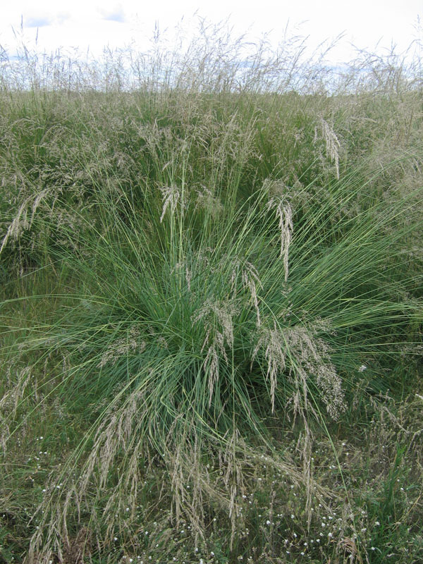 Изображение особи Neotrinia splendens.