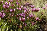 Astragalus stenoceras