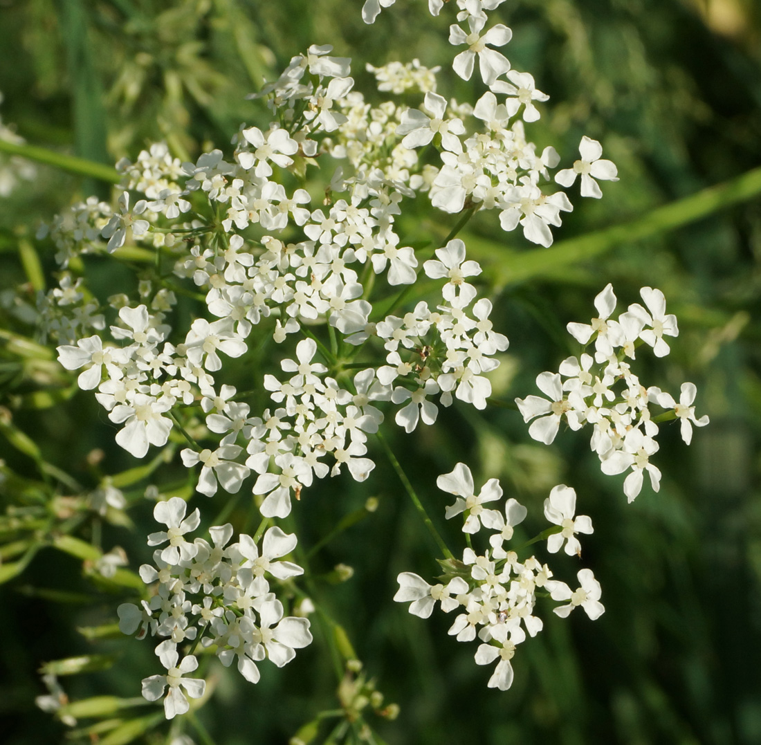 Изображение особи Anthriscus sylvestris.