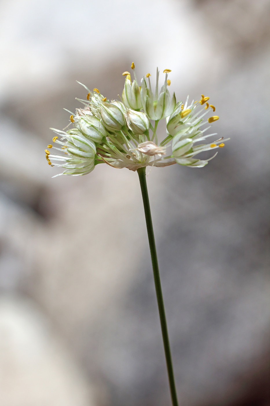 Изображение особи Allium marmoratum.