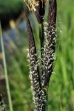 Carex elata. Пестичные колоски. Нидерланды, провинция Groningen, Noordlaren, окр. озера Zuidlaardermeer, у берега мелиоративной канавы. 17 апреля 2010 г.