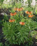 Fritillaria imperialis