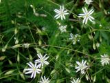 Stellaria graminea. Верхушки побегов с цветками. Ленинградская обл., г. Волхов, правый берег, луг около старого автомобильного моста. 13.07.2008.